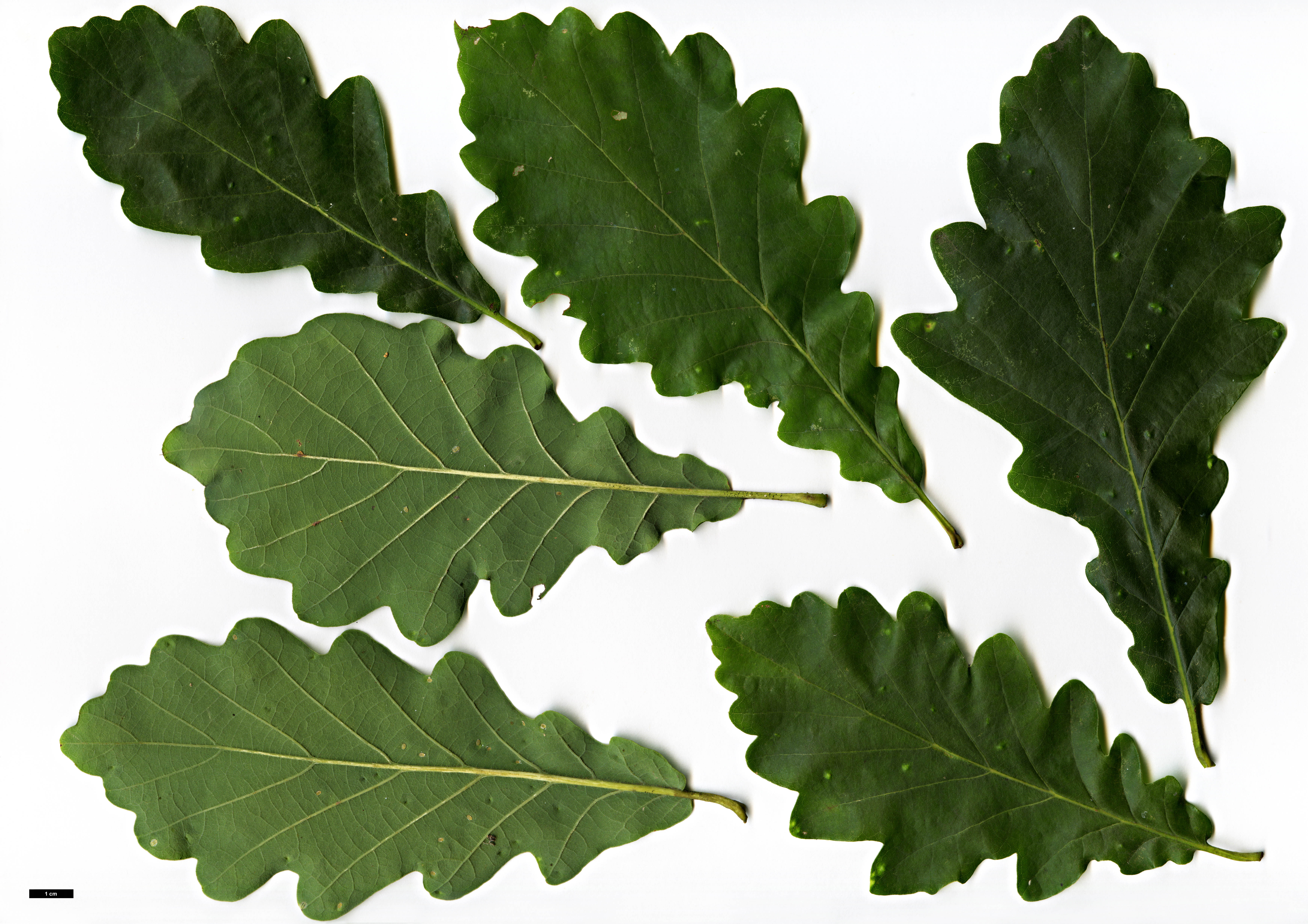 High resolution image: Family: Fagaceae - Genus: Quercus - Taxon: robur × Q. ×vilmoriniana